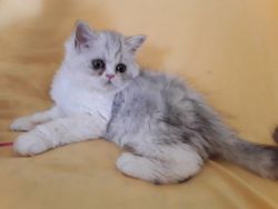 Charming Persian Kitten for sale
