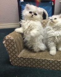 Dearheart and CH lines Silver chinchilla and shaded Persian kittens