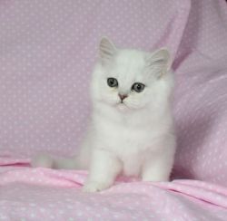 Adorable Chinchilla Persian Kitten