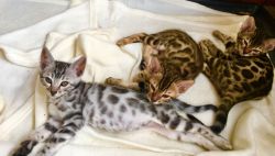 Exotic Shorthair & Persian Kittens