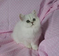 Adorable Persian Boy,ready For His New Home