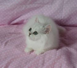 Charming Persian Kittens