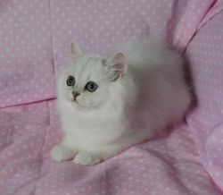Beautiful Pedigree Chinchilla Persian Kittens.