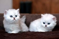 2 White Chinchilla Persian kittens available