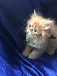 red tabby Persian