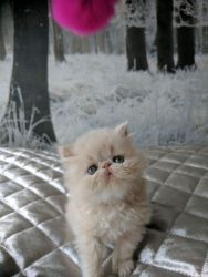 Cute White Chinchilla Persian Kittens