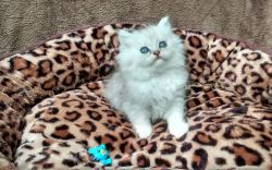 *poppy* Persian Kitten