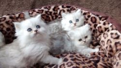 Beautiful Pedigree Persian Kittens.