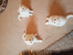 3 Pure White Persian Kittens