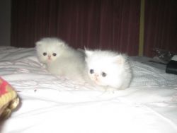 White Persian Kittens.