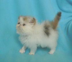 Pedigree Persian Kittens