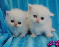 Precious Persian Male Kitten