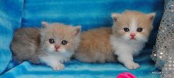 champion persians for sale