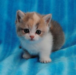 Very beautiful Persian female Kitten