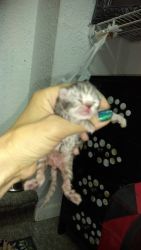 Rare Smoke new born Persian Kitten