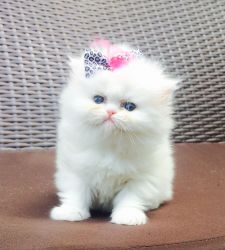 White female Persian kitten available