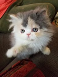 Beautiful Persian Dilute Blue Cream Calico Girl - Black and White Boy