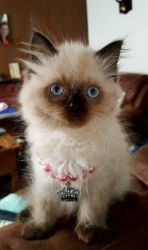 All White Persian Kitten -