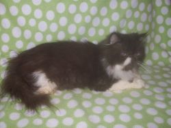 Registered Persian Cats Looking For Their Forever Homes