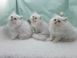 Tica registered Persian kittens(please contact)