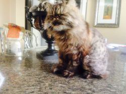 Persian Cat Female 6 yrs RARE CHOCOLATE TABBY PAID 2K