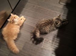 Persian Male Kittens