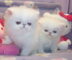 Gorgeous Purebred White Persian Kittens from CFA Champion Parents!!!