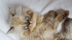 Very Small Handsome Persian Kittens