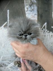 Stunning Gccf Registered Persian Kittens Ready Now