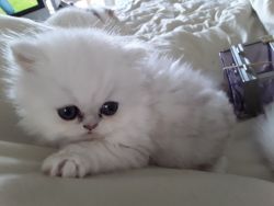 Adorable Chinchilla Persian Kitten***