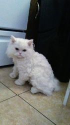 Beautiful sweet pure bred Persian male kitten