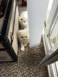 Persian White Female Kitten