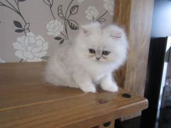 Beautiful Chinchilla Persain Kittens