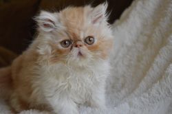 ❤️ Persian kittens
