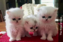 The BEST of the Best, Silver Persian kitten