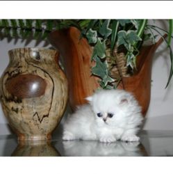 BEST of the Best Silver Persian Kittens