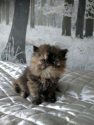 Gorgeous Calico Female Persian Kittens