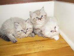 Persian kittens ready now