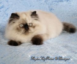 Available - Lovely Torti Point Himalayan - Sharbat