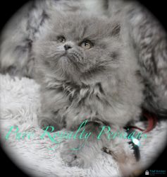 Little Blue Bear Persian Male Kitten