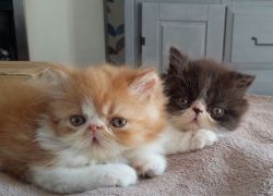 Gccf Registered Persian Kitten