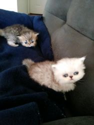 PERSIAN KITTENS FOR SALE