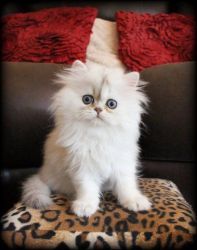 Silver Persian Kitten-Purrrfection