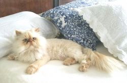 Persian kittens & Neutered Adult Persians available and ready now