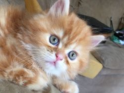 Beautiful 7 week old Persian kitten