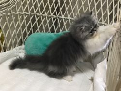 Persian Kitten - SILVER Tabby & WHITE Bi-COLOR