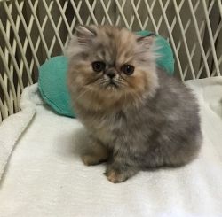 Very RARE SILVER PATCHED Tabby Persian Kitten