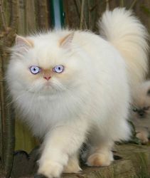 Beautiful White Persian Cat with Blue Eyes