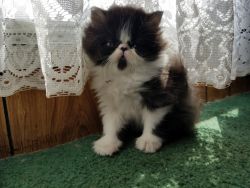 Black and white persian kitten available