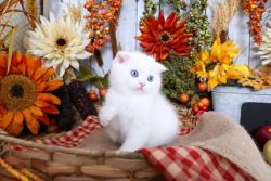 Pedigree Exotic Persian Kittens
